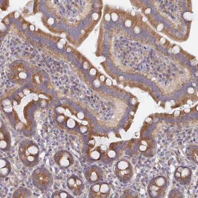 Immunohistochemistry-Paraffin: Tuftelin 1 Antibody [NBP2-38723]