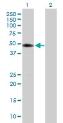 Western Blot: Tuftelin 1 Antibody [H00007286-B01P]