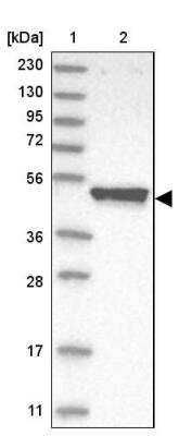 Western Blot: Tuftelin 1 Antibody [NBP1-87446]