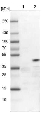 Western Blot: Tuftelin 1 Antibody [NBP1-87446]