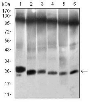 Western Blot: Twist-1 Antibody (10E4E6)BSA Free [NBP2-37364]