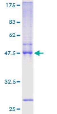 SDS-PAGE: Recombinant Human Twist-2 GST (N-Term) Protein [H00117581-P01]