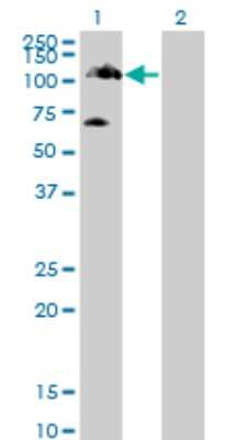 Western Blot: Tyk2 Antibody (6G12) [H00007297-M01]