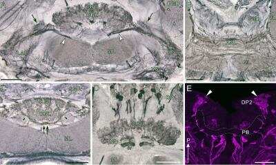 Staining of Tyrosine Hydroxylase in Tissue Sections