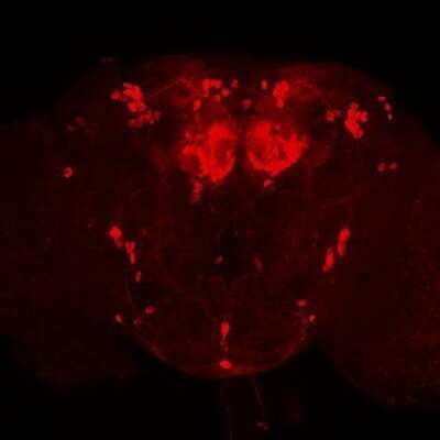 Positive Feedback on Use of Tyrosine Hydroxylase Antibody in Whole Mount Immunohistochemistry