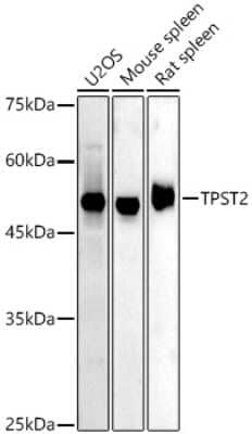 Western Blot: Tyrosylprotein Sulfotransferase 2/TPST2 AntibodyAzide and BSA Free [NBP3-03879]