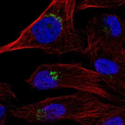 Immunocytochemistry/ Immunofluorescence: Tyrosylprotein Sulfotransferase 1/TPST1 Antibody [NBP2-68780]