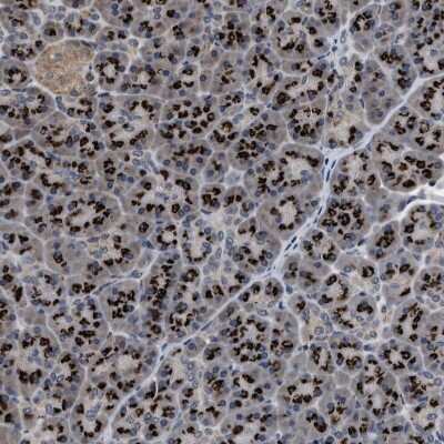 Immunohistochemistry-Paraffin: Tyrosylprotein Sulfotransferase 2/TPST2 Antibody [NBP1-86023]