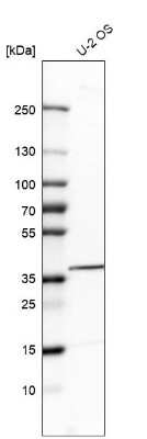 Western Blot: Tyrosylprotein Sulfotransferase 2/TPST2 Antibody [NBP1-86023]