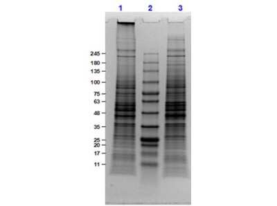SDS-PAGE: U-251 Whole Cell Lysate [NBP3-06998]
