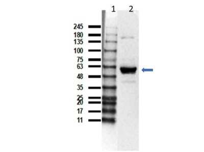 Western Blot: U-251 Whole Cell Lysate [NBP3-06998]
