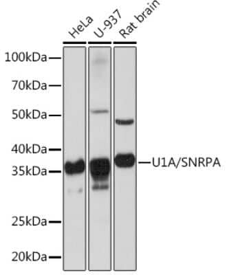 Western Blot: U1A Antibody (8I3P5) [NBP3-16247]