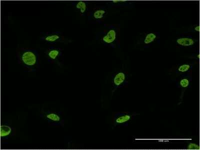 Immunocytochemistry/ Immunofluorescence: U2AF2 Antibody (5G8) [H00011338-M03]