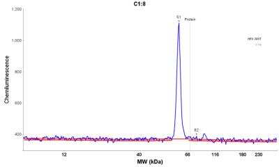 Simple Western: U2AF2 Antibody [NBP2-33397]