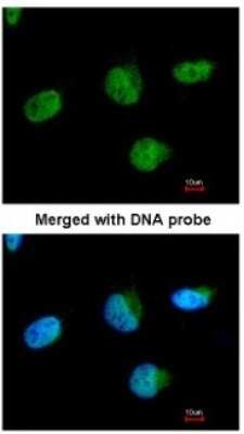 Immunocytochemistry/ Immunofluorescence: U2AF35 Antibody [NBP1-32515]