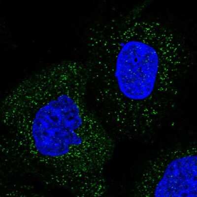 Immunocytochemistry/ Immunofluorescence: UAF1/WDR48 Antibody [NBP1-81404]