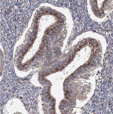 Immunohistochemistry-Paraffin: UAF1/WDR48 Antibody [NBP1-81404]