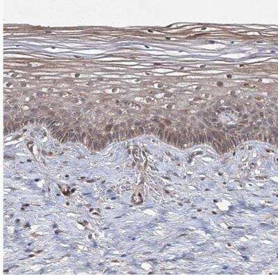Immunohistochemistry-Paraffin: UAF1/WDR48 Antibody [NBP1-81404]