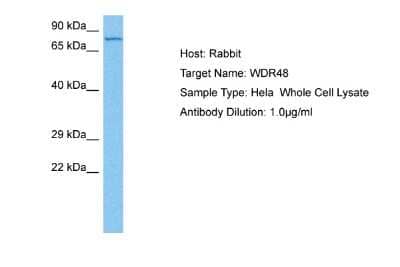 Western Blot: UAF1/WDR48 Antibody [NBP2-86034]