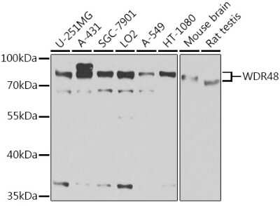 Western Blot: UAF1/WDR48 AntibodyBSA Free [NBP2-95220]