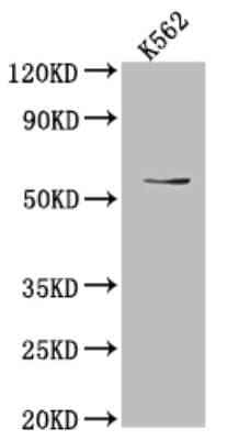 Western Blot: UAP1 Antibody (1F2) [NBP3-15175]