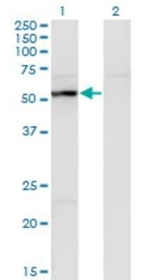 Western Blot: UAP1 Antibody (3A9) [H00006675-M01]