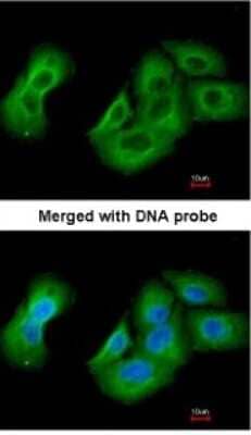 Immunocytochemistry/ Immunofluorescence: UAP1 Antibody [NBP1-32823]