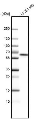 Western Blot: UAP1 Antibody [NBP1-89197]