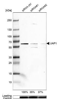 Western Blot: UAP1 Antibody [NBP1-89197]