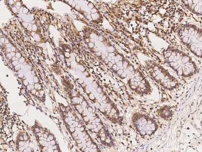 Immunohistochemistry-Paraffin: UAP1L1 Antibody [NBP2-98049]