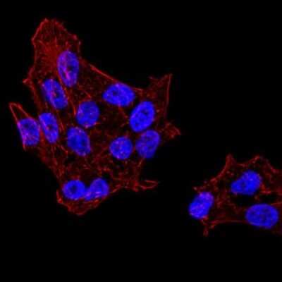 Immunocytochemistry/ Immunofluorescence: UAP56 Antibody (2F5G7) - BSA Free [NBP2-52455]