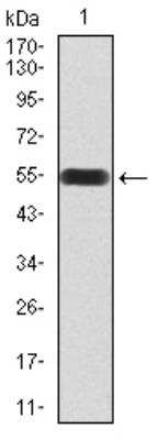 Western Blot: UAP56 Antibody (2F5G7)BSA Free [NBP2-52455]