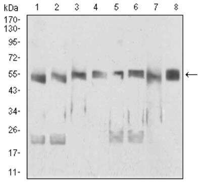 Western Blot: UAP56 Antibody (2F5G7)BSA Free [NBP2-52455]