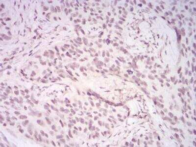 Immunohistochemistry-Paraffin: UAP56 Antibody (3A2B2) - BSA Free [NBP2-52456]