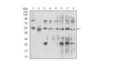 Western Blot: UAP56 Antibody (3A2B2)BSA Free [NBP2-52456]