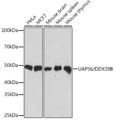 Western Blot: UAP56 Antibody (4A0Q2) [NBP3-16873]