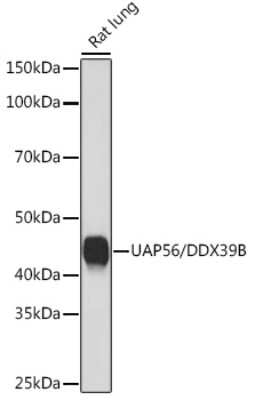 Western Blot: UAP56 Antibody (4A0Q2) [NBP3-16873]