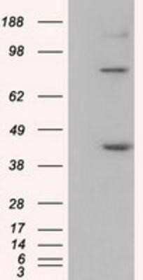 Western Blot: UAP56 Antibody (OTI2C5)Azide and BSA Free [NBP2-74727]