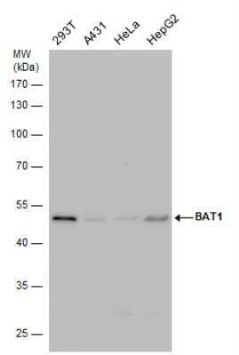 Western Blot: UAP56 Antibody [NBP1-31356]