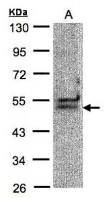 Western Blot: UAP56 Antibody [NBP1-32173]