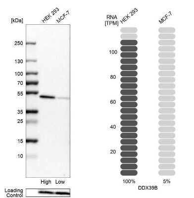 Western Blot: UAP56 Antibody [NBP2-58594]