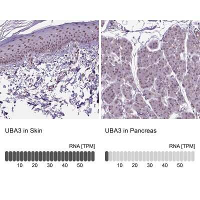 Immunohistochemistry-Paraffin: UBA3 Antibody [NBP2-49443]