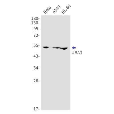 Western Blot: UBA3 Antibody (S05-6C8) [NBP3-20008]