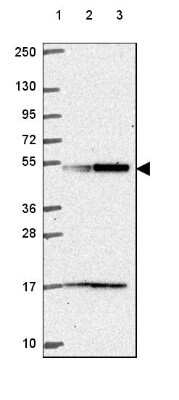 Western Blot: UBA3 Antibody [NBP2-49443]