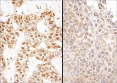 Immunohistochemistry: UBA52 Antibody [NB300-263]