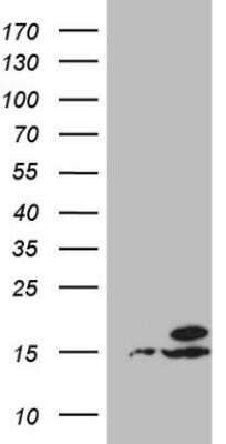 Western Blot: UBA52 Antibody (OTI4F2)Azide and BSA Free [NBP2-74730]