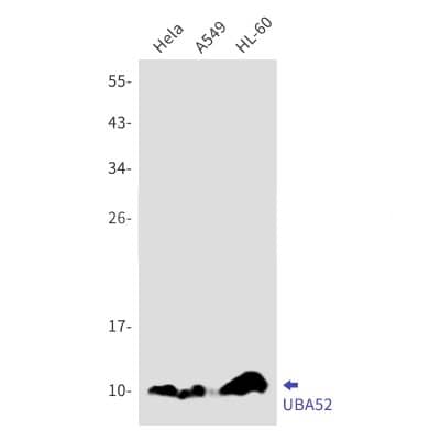 Western Blot: UBA52 Antibody (S05-5D6) [NBP3-20009]