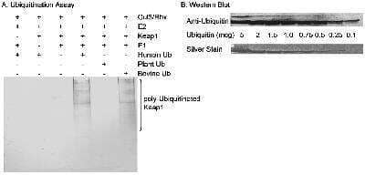 Western Blot: UBA52 Antibody [NB300-263]