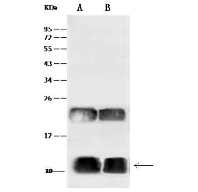 Western Blot: UBA52 Antibody [NBP2-99383]