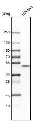 Western Blot: UBAC1 Antibody [NBP1-81842]